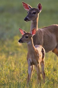 Doe and Fawn watching another photographer.