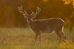 Big buck in sunset light.