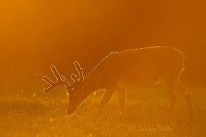 Buck feeding at sunset.