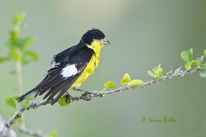 Male lesser goldfinch after a refreshing bath