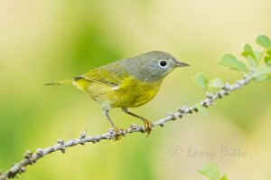 Nashville Warblers have been at the bath for two or three days now.