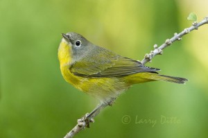 Nashville Warbler perched below a dripping water hose.  A passing droplet of water blurs his left leg.