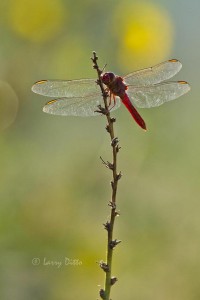Roseate Skimmer resting on a yucca stem near a sunflower patch.