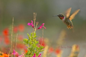 Ruby-throated Hummingbird male feeding at Salvia as the sun rises.