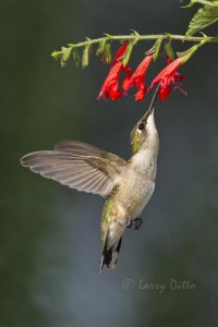 Hummer hovering below the blooms of a salvia.