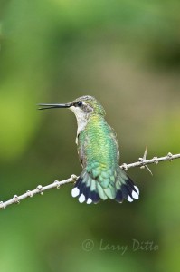 The backside of the same hummingbird as seen stretching above.