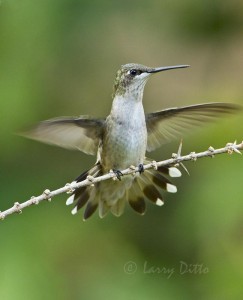 Hummer landing