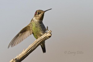 A few juvenile Anna's hummingbirds were still in the Fort Davis area some well maintained feeders.