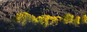 The cottonwoods were just hitting their peak of color during the first week of November.