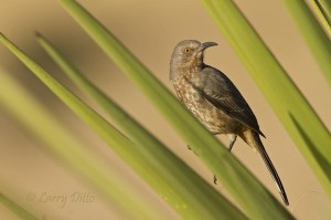 Yucca leaves added a bit of color to this shot of a curve-billed thrasher.