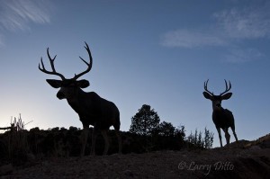 Desert mule deer bucks at sunset.