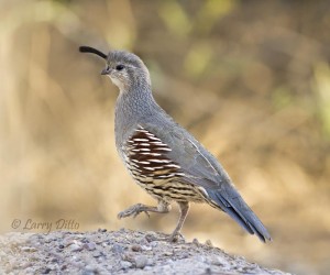 Gambel's quail at historic Fort Leaton in Presidio, Texas.