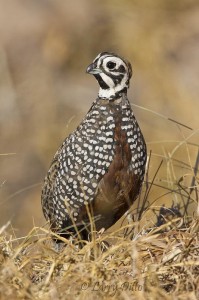 A Montezuma quail posed for this uncropped shot from the car window. 