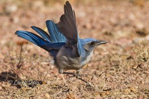 Western scrub jay jumping at the sound of a rapid-fire camera.