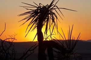 Many yuccas at Fort Davis State Park were burned over by summer wildfires.