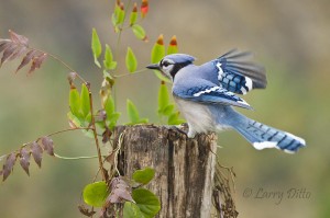 Blue jay landing on a rotting stump.