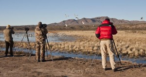Photographers at the crane pools have many cranes to photograph against the Chupader Wilderness in the western part of the refuge.