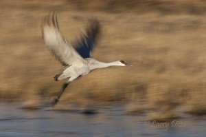 Sandhill Crane leaving the roost.