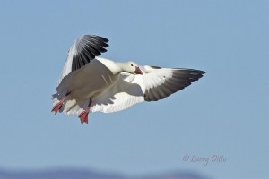 Snow goose with shadow on wing.