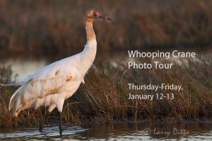 Young Whooping Crane feeding in marsh at Aransas National Wildlife Refuge, Texas.