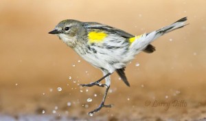 Yellow-rumped warbler bathing at a ranch pond.