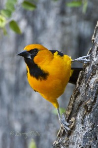 Altamira Oriole perched on the side of a Texas ebony trunk.