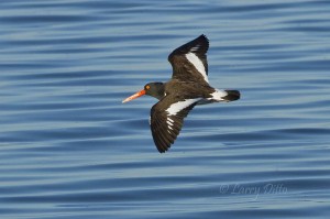 American Oystercatcher on the wing