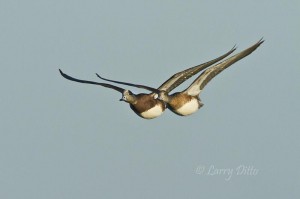 American Wigeon pair headed flying past.