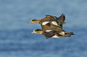 Adult and juvenile American Wigeon flying at eye level to photographer.