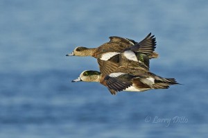 Adult and juvenile American Wigeon flying at eye level to photographer.