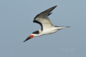 Black Skimmer with wings up.