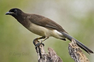 The only wild Brown Jay in the U.S.