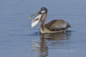 Juvenile Brown Pelican playing with a fish tail.