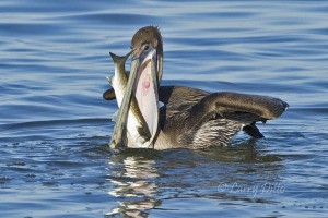 Young Brown Pelican swallowing a mullet.  This is a "pelican whose bill can hold more than his belly can".