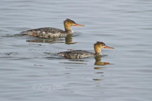 Common Merganser hens fishing in the Laguna Madre shallows.