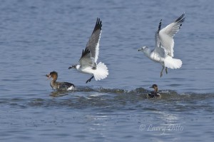 Gulls robbing fish from common merganser.