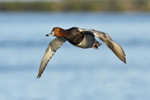 Redhead drake in flight with nice view of orange eye.