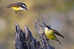 Great Kiskadee scolding another for daring to share the same perch.