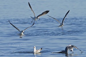 Gulls diving for fish left floating by harrassed merganser.