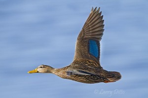 Male Mottled Duck showing blue speculum.