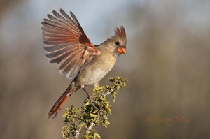 female Northern Cardinal landing on guayacan.