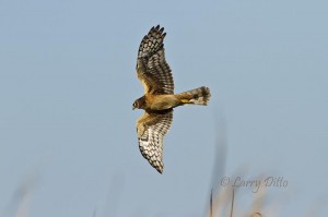 Northern Harrier cruising above the cattails at a Port Aransas marsh.