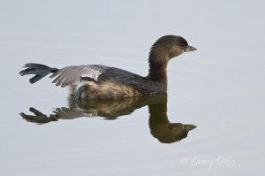 Pied-billed Grebe stretching on the surface of alligator pond at South Padre Island Convention Center.