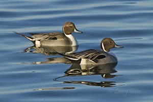 Pintail drakes reflected in the mid-morning blue of the Laguna Madre.