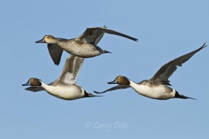 In mid to late winter, no female pintail goes anywhere without an escort.