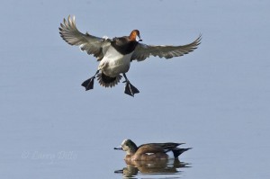 Redhead landing gear down with an American Wigeon on the Laguna Madre.