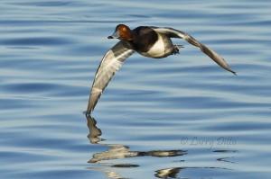 Redhead drake with wing tip in the water.