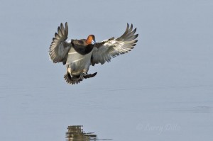 Drake redhead landing on a calm Laguna Madre.