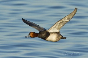 Passing redhead drake with wings up.