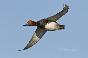 High speed redhead drake on the downstroak with primaries curled.